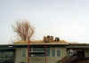 Contracting - roof 01 #8.jpg (47455 bytes)