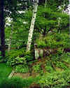 Rib Mt Rockwood wall 01 before.jpg (95195 bytes)