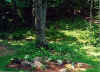 Small garden with rocks.jpg (96869 bytes)