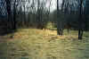 after_restoration_wis_river_2002_11.jpg (166417 bytes)
