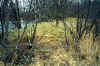 after_restoration_wis_river_2002_9.jpg (196395 bytes)