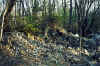 restoration_wisconsin_river_before_3.jpg (196963 bytes)