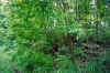 restoration_wisconsin_river_before_7.jpg (196213 bytes)