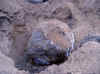 New_Home_Big_rock.JPG (2082877 bytes)
