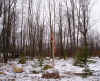 New_Home_flage_and_natural_setting_2.jpg (2966135 bytes)