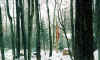 flag_in_the_snow.jpg (136866 bytes)