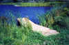 floating_dock_pond_2002_after_with_Elite_Dock.jpg (181568 bytes)